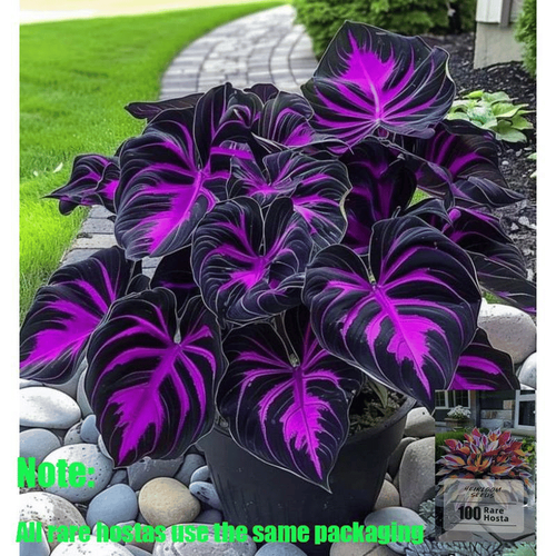 Rare Hosta seeds