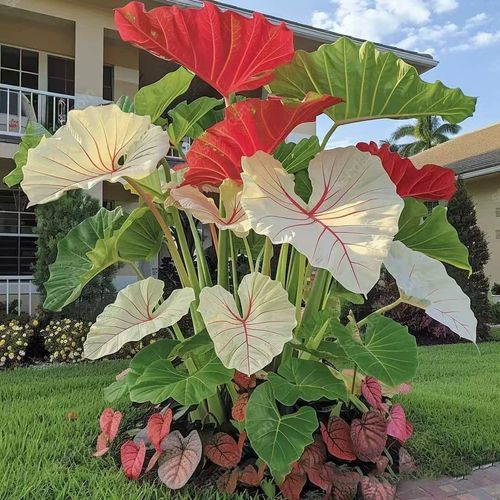 Rare Hosta seeds