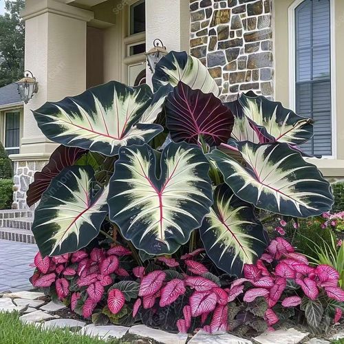 Rare Hosta seeds