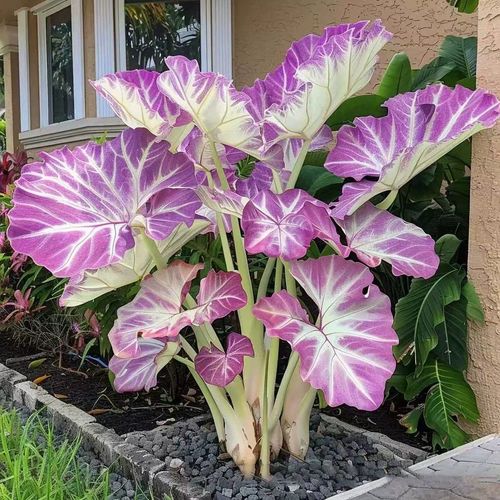 Rare Hosta seeds