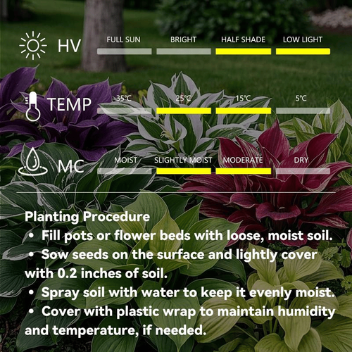 Rare Hosta seeds
