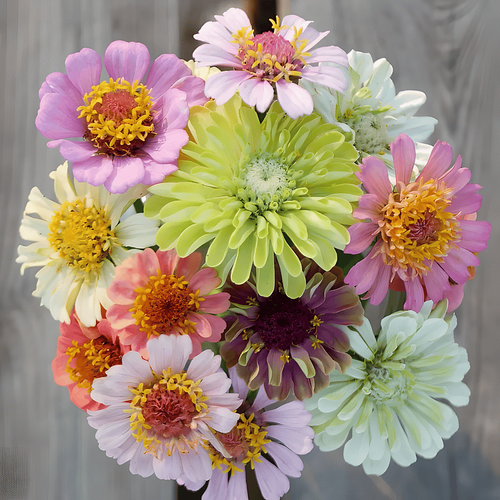 Double Zinnia  Seeds