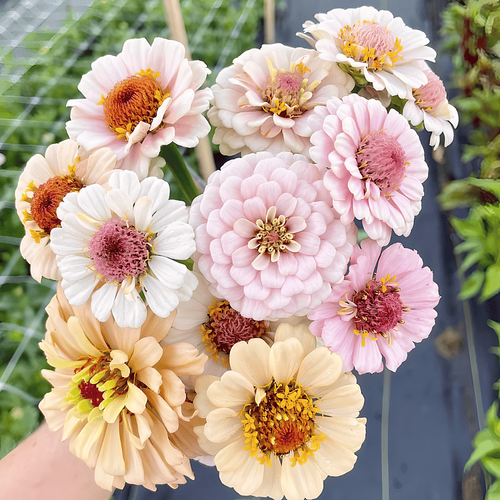 Double Zinnia  Seeds