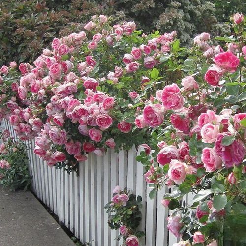 Climbing Rose Seeds