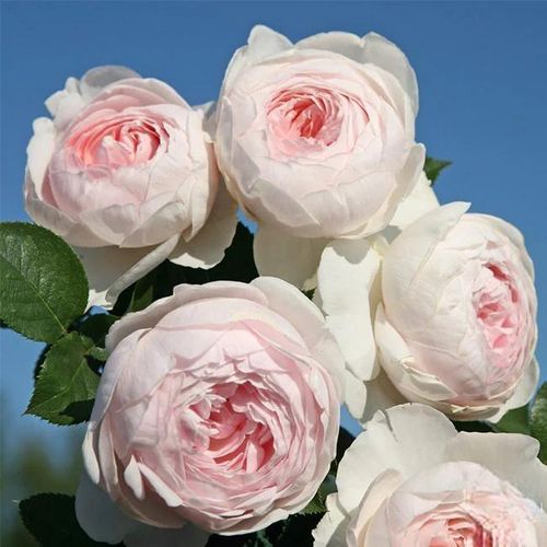 Climbing Rose Seeds