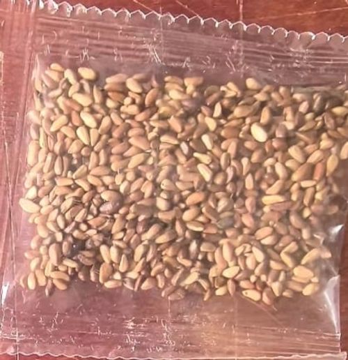Climbing Rose Seeds