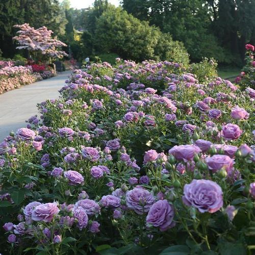 Climbing Rose Seeds