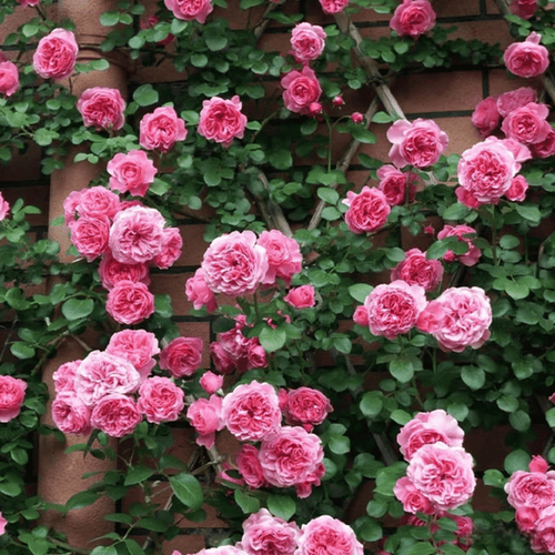 Climbing Rose Seeds