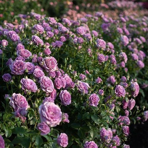 Climbing Rose Seeds