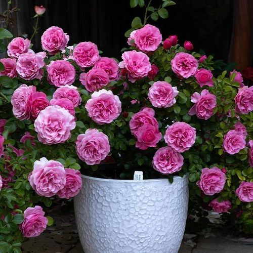 Climbing Rose Seeds