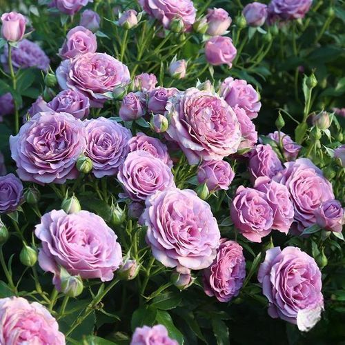 Climbing Rose Seeds