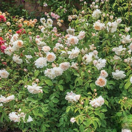 Climbing Rose Seeds
