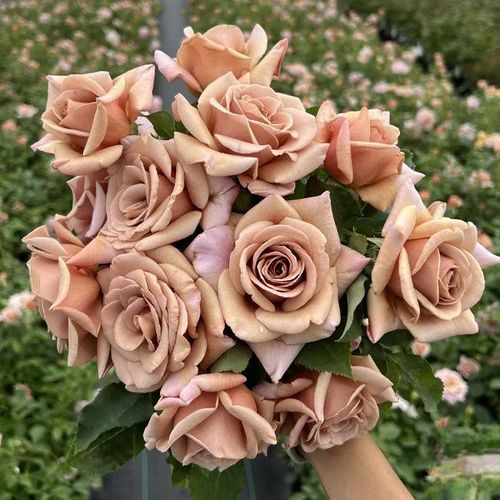 Climbing Rose Seeds