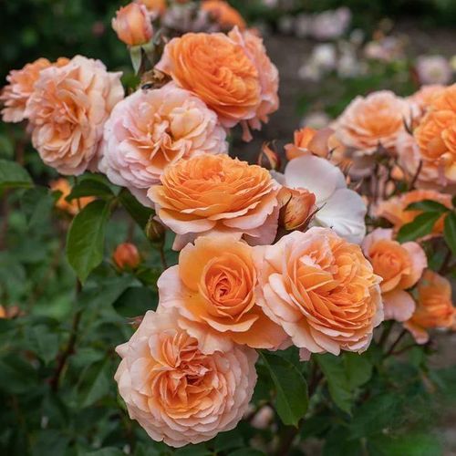 Climbing Rose Seeds