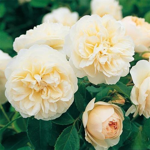 Climbing Rose Seeds
