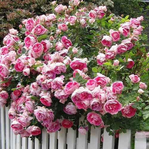 Climbing Rose Seeds