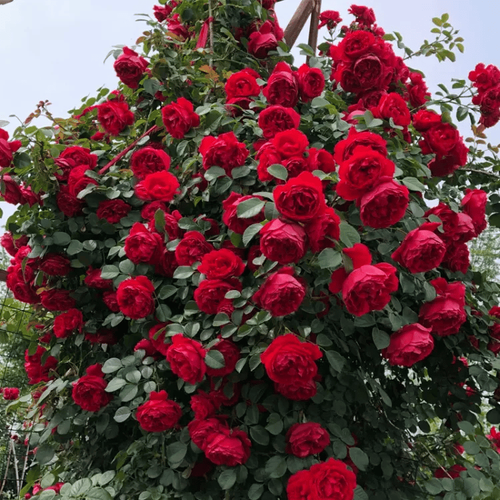 Climbing Rose Seeds