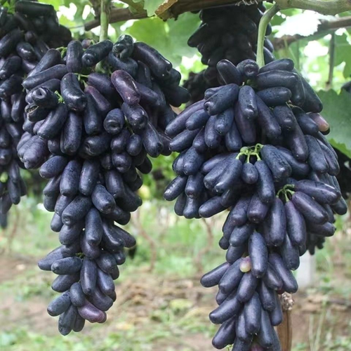 🍇Sementes de uvas de safira - nutrindo sua saúde com nutrientes ricos
