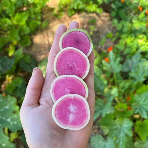 🥕 frutas crocantes e doces sementes de rabanetes