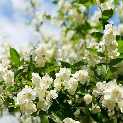 Last Day 60% OFF🔥 Jasmine suitable for Ghana (Free 2 packs of nutrient soil) 1555 sales