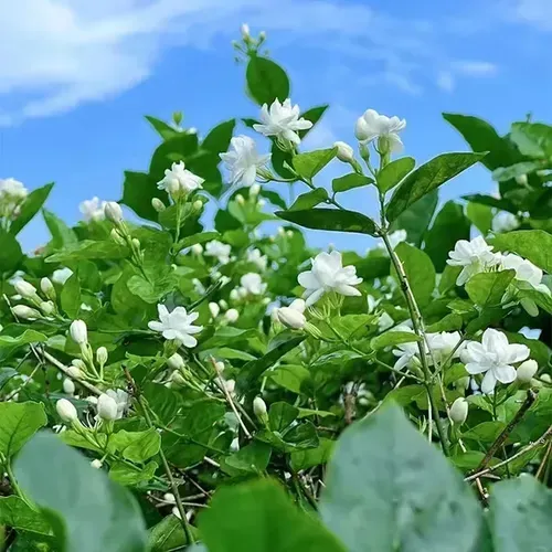 Last Day 60% OFF🔥 Jasmine suitable for Ghana (Free 2 packs of nutrient soil) 1555 sales