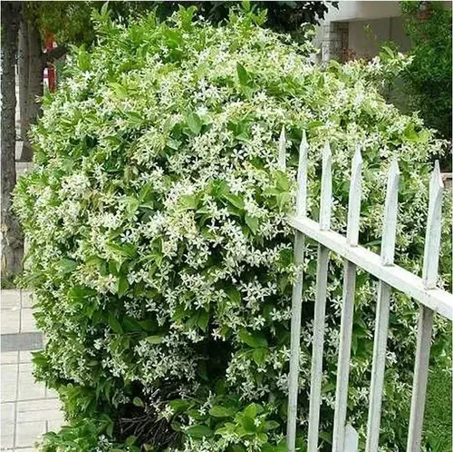 Last Day 60% OFF🔥 Jasmine suitable for Ghana (Free 2 packs of nutrient soil) 1555 sales