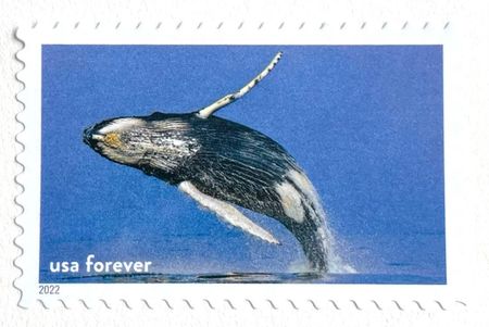 100 Whale Forever Stamps Unused Humpback Whale Postage for Mailing
