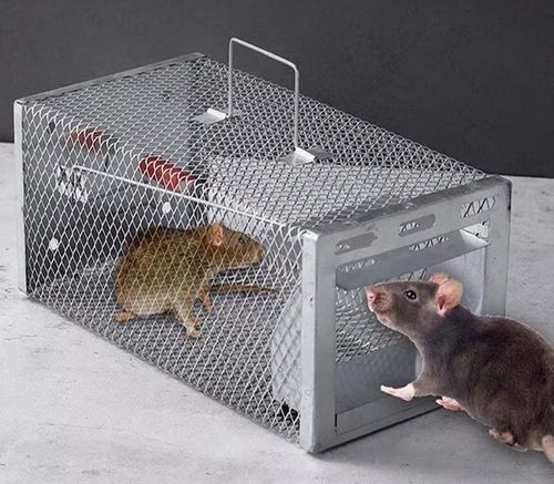 Armadilha para ratos