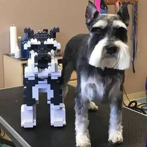 🔥 Build blocks Schnauzer🔥
