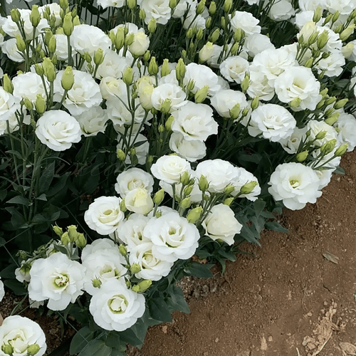 Eustoma Thornless Rose💐Lisanthus Seeds