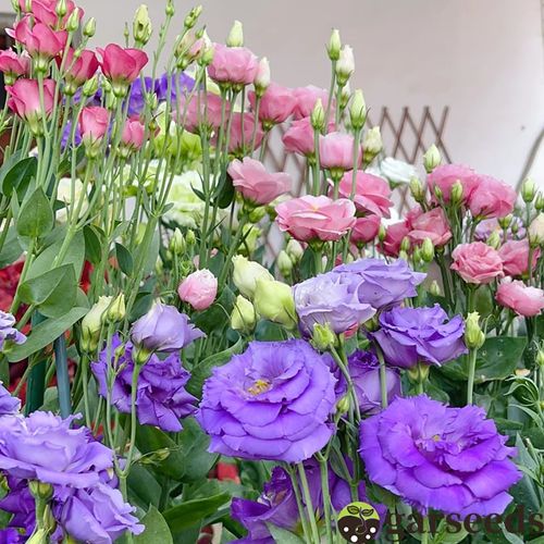 Eustoma Thornless Rose💐Lisanthus Seeds