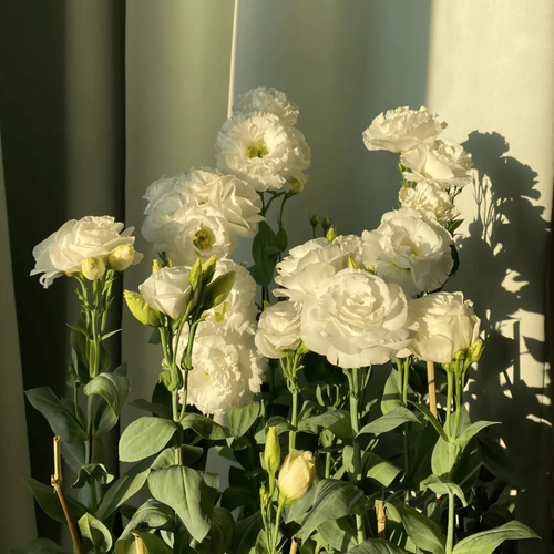 Eustoma Thornless Rose💐Lisanthus Seeds
