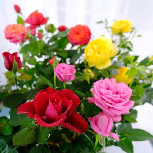 Rose Seeds Perfume Rose Flower Seeds Seasonal Flowering Easy to Plant Balcony Potted Red Rose Flower Flower Seeds