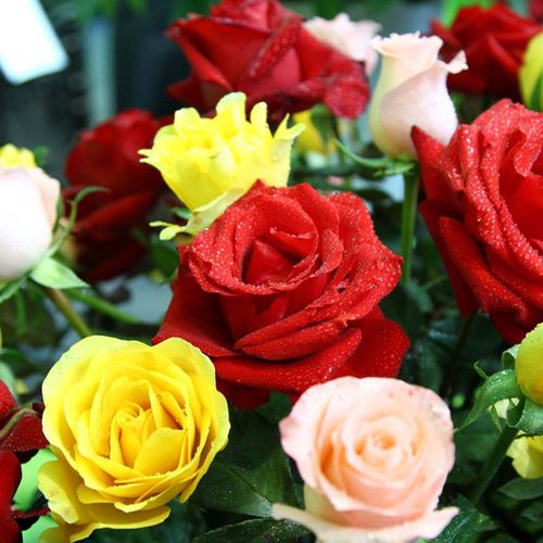 Rose Seeds Perfume Rose Flower Seeds Seasonal Flowering Easy to Plant Balcony Potted Red Rose Flower Flower Seeds