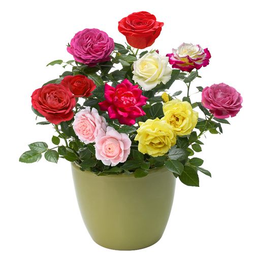 Rose Seeds Perfume Rose Flower Seeds Seasonal Flowering Easy to Plant Balcony Potted Red Rose Flower Flower Seeds