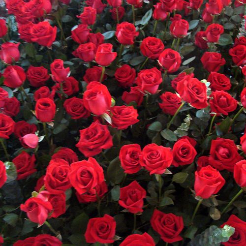 Rose Seeds Perfume Rose Flower Seeds Seasonal Flowering Easy to Plant Balcony Potted Red Rose Flower Flower Seeds