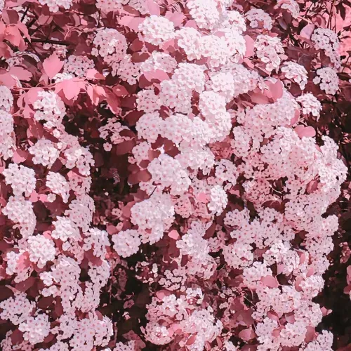 Hydrangea Seed Seeds Outdoor Sowing Seasonal Flowering Perennial Potted Garden Growing Mixed Color Flower Seeds