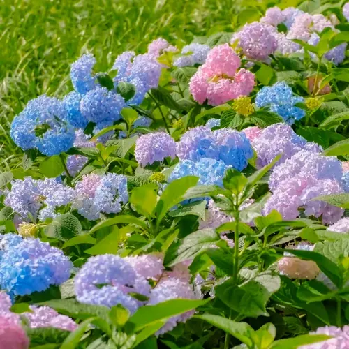 Hydrangea Seed Seeds Outdoor Sowing Seasonal Flowering Perennial Potted Garden Growing Mixed Color Flower Seeds