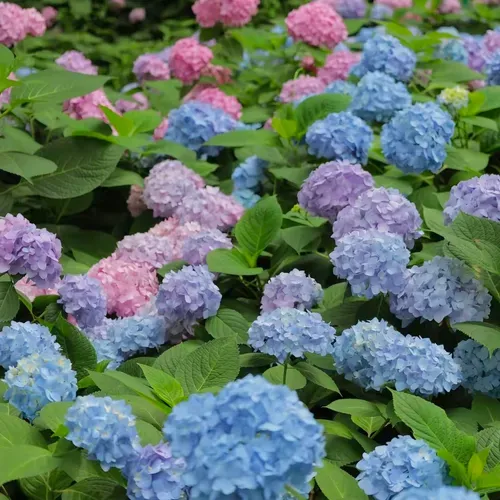 Hydrangea Seed Seeds Outdoor Sowing Seasonal Flowering Perennial Potted Garden Growing Mixed Color Flower Seeds