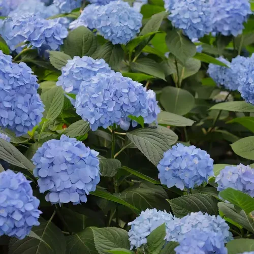 Hydrangea Seed Seeds Outdoor Sowing Seasonal Flowering Perennial Potted Garden Growing Mixed Color Flower Seeds