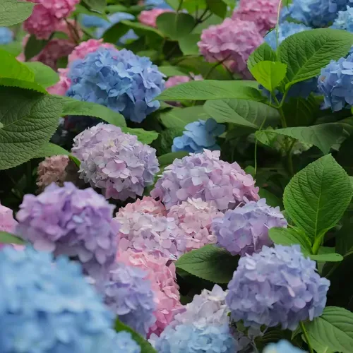 Hydrangea Seed Seeds Outdoor Sowing Seasonal Flowering Perennial Potted Garden Growing Mixed Color Flower Seeds