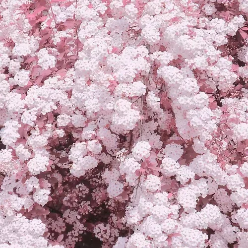 Hydrangea Seed Seeds Outdoor Sowing Seasonal Flowering Perennial Potted Garden Growing Mixed Color Flower Seeds