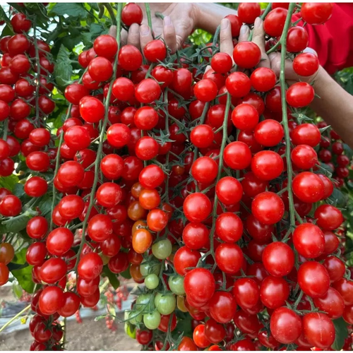 Super sweet tomato seeds - 107 seeds. Traditional heirloom variety. Fast-growing perennial plant seeds. Suitable for indoor and outdoor gardens. Best for spring sowing and home cultivation.