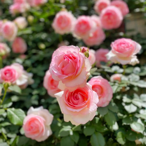 Eden Powder climbing rose living seed, pink multi-color large-flowered rose, shrub rose bare, convenient for planting, easy to maintain as a gardening gift, adding color and fragrance to any garden, richly scented rose flowers