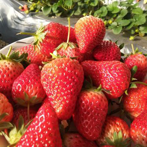 300 packets of Yongchun and Seasonal strawberries and raspberries seeds. On-site clearance sale of vegetable seeds for planting, flower seeds for planting, flower explants for seeds, garden clearance of all plants. All clearance site for planting plants without seeds. Explants for mosquito repellent for perennial plants. Seeds for perennial flowers. Seeds for plants.