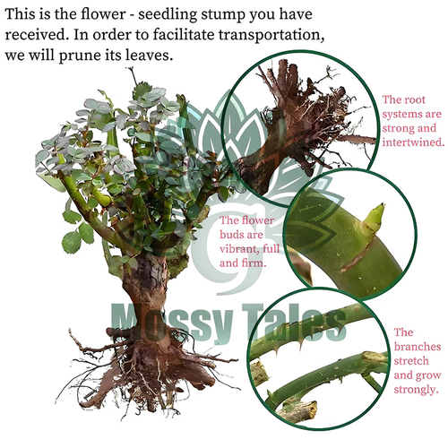 Eden Powder climbing rose living seed, pink multi-color large-flowered rose, shrub rose bare, convenient for planting, easy to maintain as a gardening gift, adding color and fragrance to any garden, richly scented rose flowers