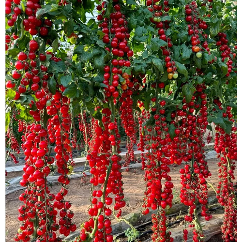Super sweet tomato seeds - 107 seeds. Traditional heirloom variety. Fast-growing perennial plant seeds. Suitable for indoor and outdoor gardens. Best for spring sowing and home cultivation.