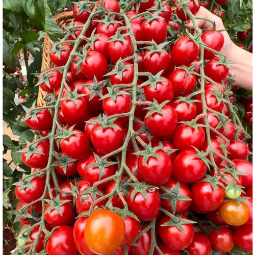 Super sweet tomato seeds - 107 seeds. Traditional heirloom variety. Fast-growing perennial plant seeds. Suitable for indoor and outdoor gardens. Best for spring sowing and home cultivation.