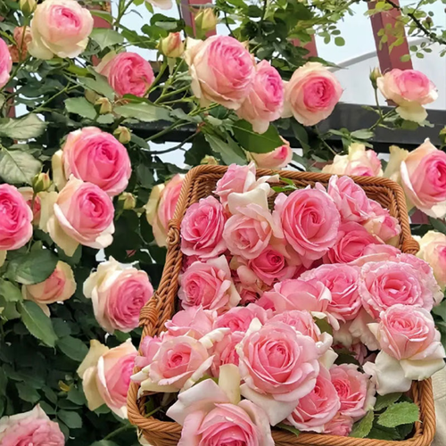 Eden Powder climbing rose living seed, pink multi-color large-flowered rose, shrub rose bare, convenient for planting, easy to maintain as a gardening gift, adding color and fragrance to any garden, richly scented rose flowers