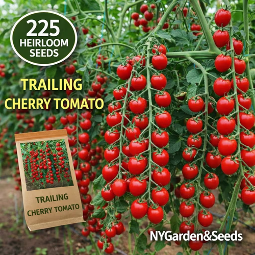 Super sweet tomato seeds - 107 seeds. Traditional heirloom variety. Fast-growing perennial plant seeds. Suitable for indoor and outdoor gardens. Best for spring sowing and home cultivation.